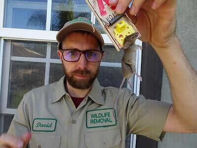 San Francisco pest control